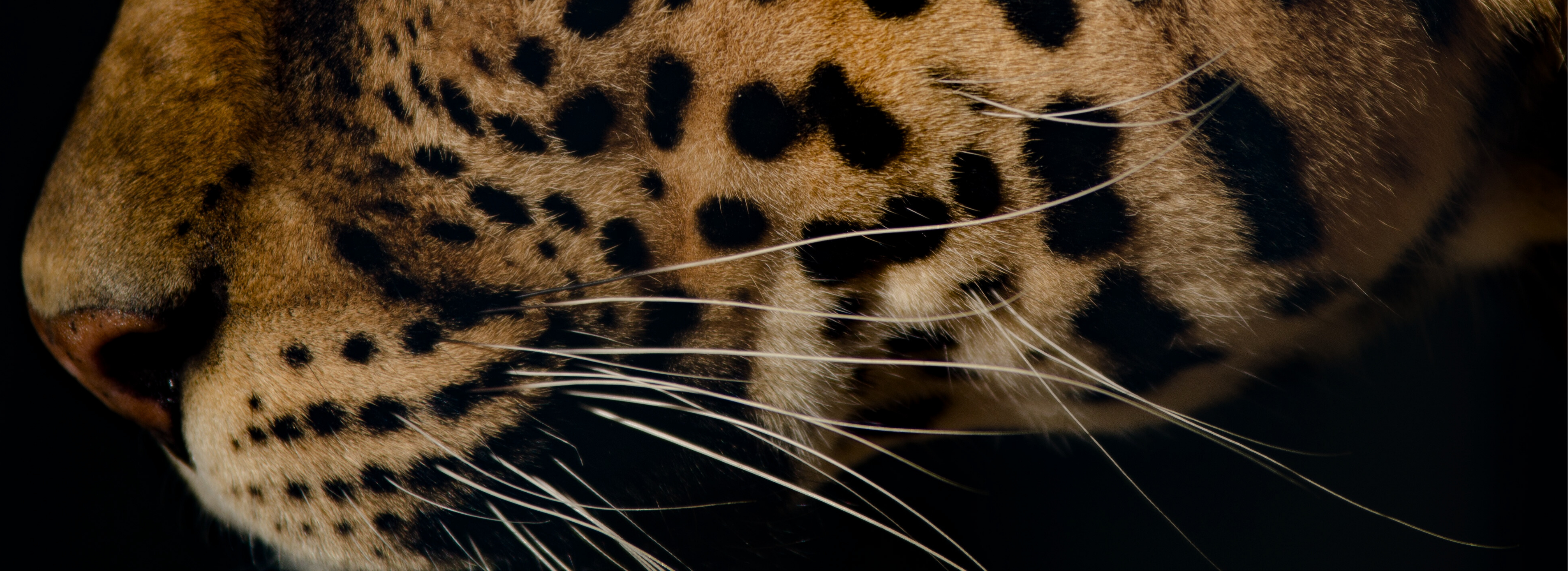 All Weather Earrings | BuDhaGirl