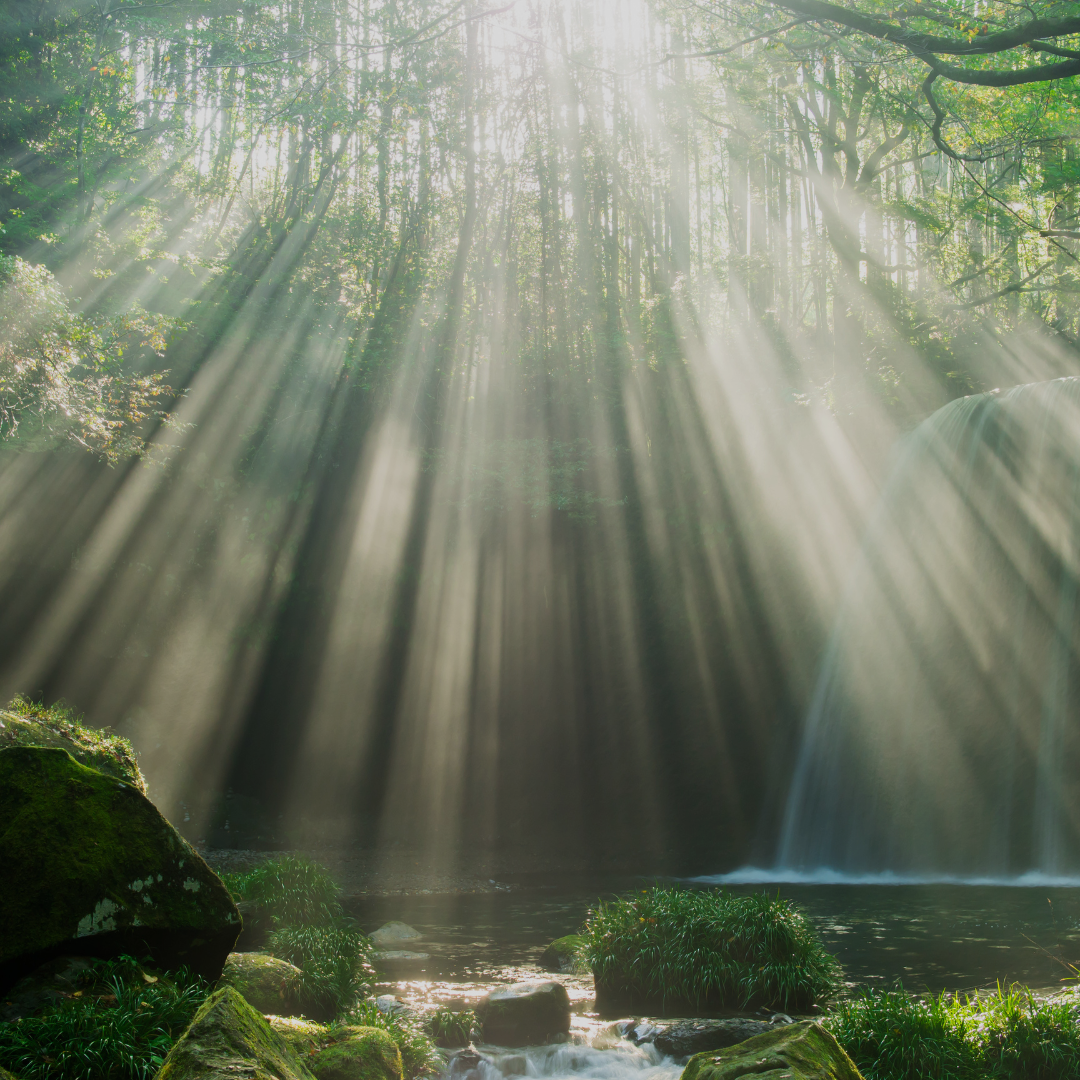sunlight shining through trees and rocks