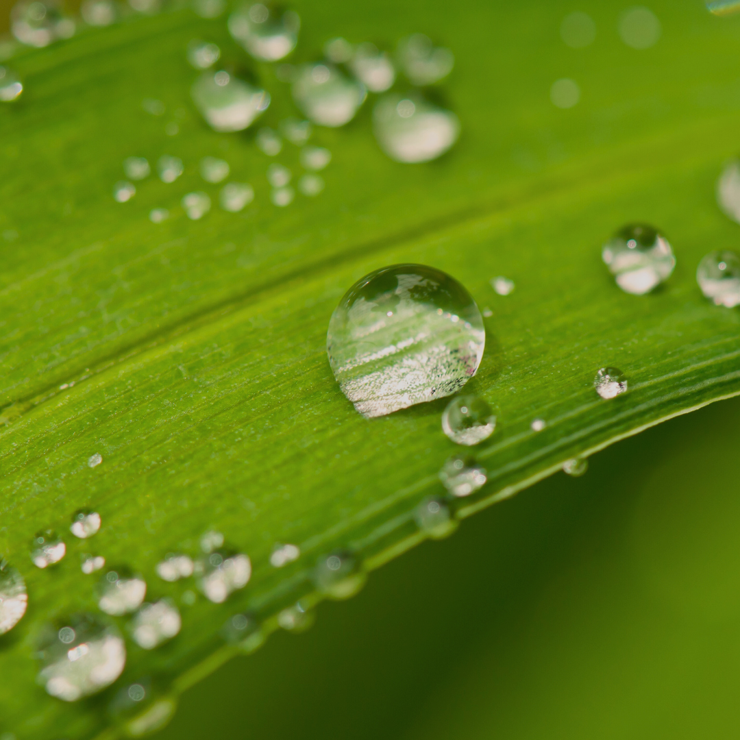 water drops on a leaf