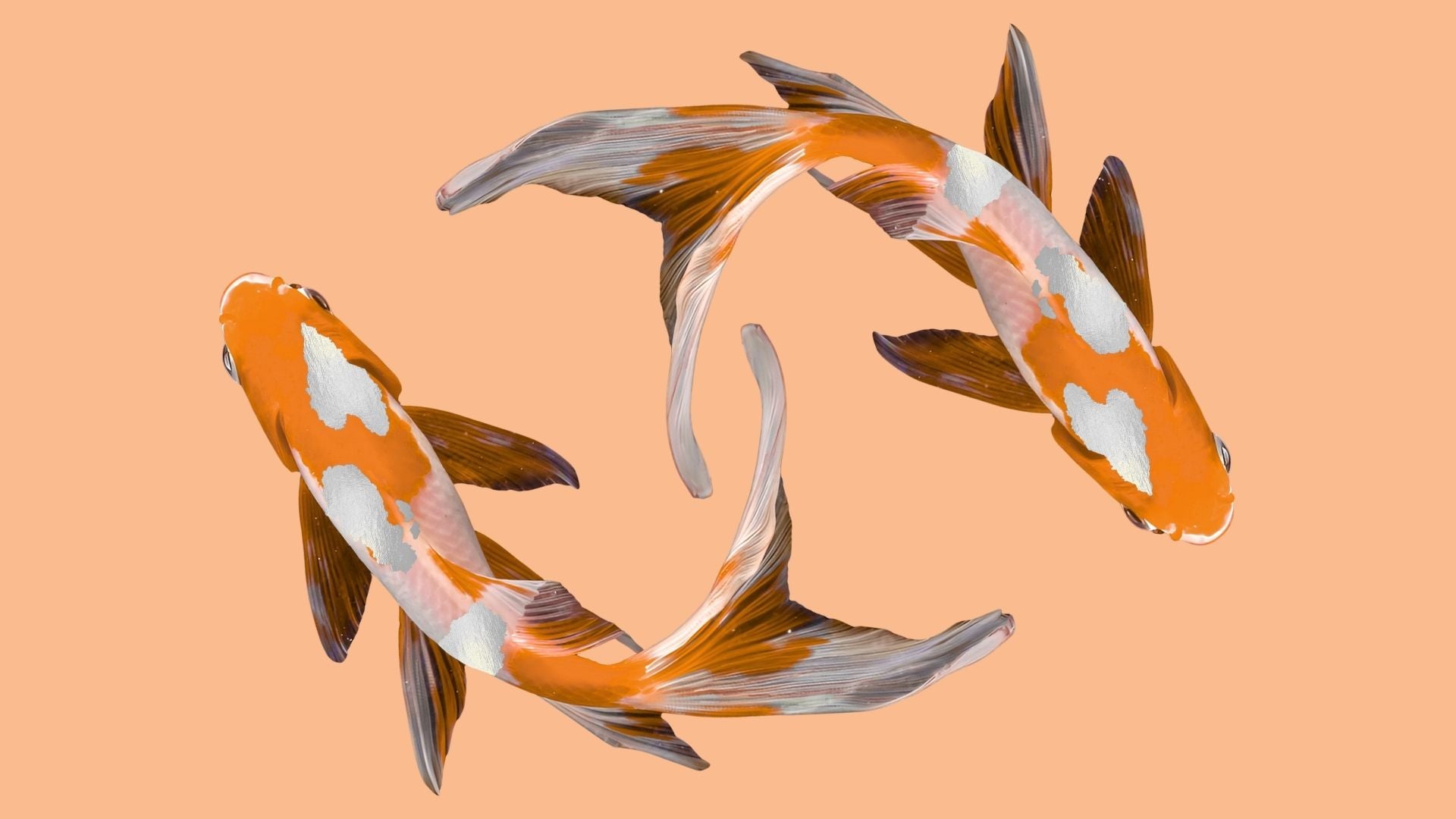 Peach and Silver Koi Fish | BuDhaGirl