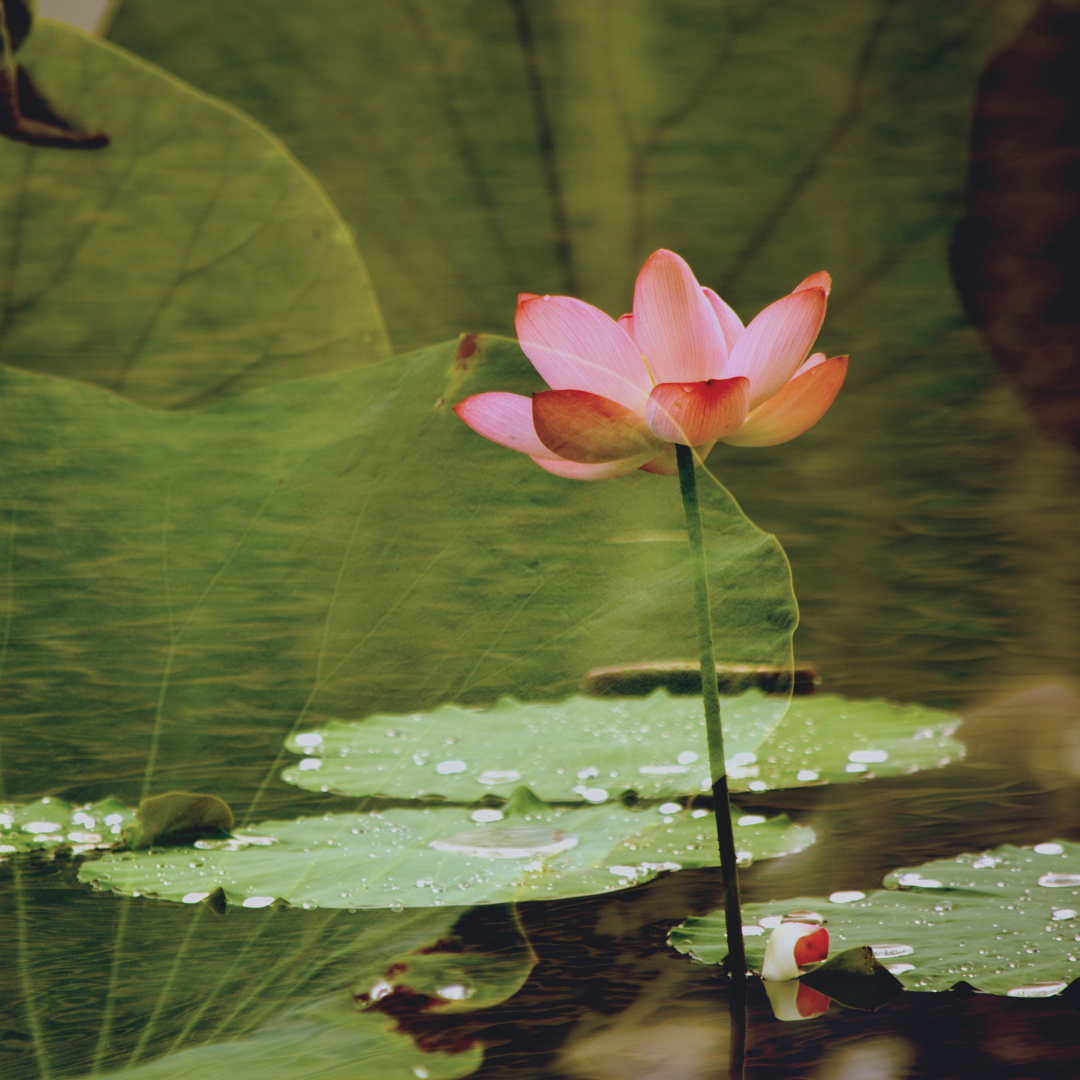 a pink flower on a stem in a pond